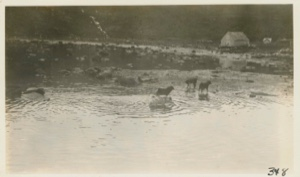 Image of Dogs fishing